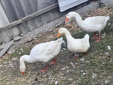 биг 6 индюшата: Домашняя птица — белые гуси (3 головы) Продаю два гуся и утку - — 4