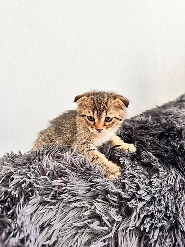 ev heyvan adlari: Boz tüklü balaca pişik balası - Rəng: təktonlu boz (gümüşü çalara — 7