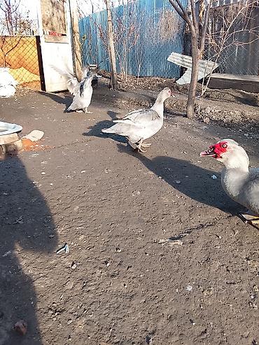 Ördəklər: Salam heyvanlar kom satilir 5feredi 1de erkey yumurtaya hazir -da lalafo.az — 17 Ördəklər: Salam heyvanlar kom satilir 5feredi 1de erkey yumurtaya hazir — 17