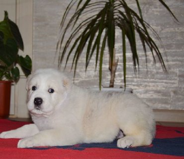 İtlər: Алабай (Alabay) Племенной питомник предлагает щенков среднеазиатской — 15