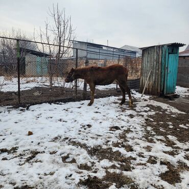 Лошади, кони: Продаю | Конь (самец), Жеребенок | Полукровка, Английская | Для разведения, Конный спорт — 6