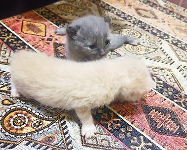 Pişiklər: Dişi, Yaxşı əllərə — 12