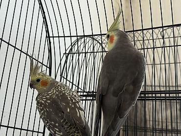 qara mal: Satılan məhsul iki ədəd nimfa papuqayıdır (cockatiel). Quşların biri — 1