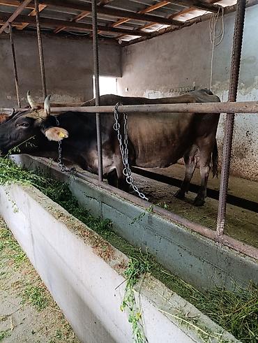 Коровы, быки: Продаю | Корова (самка) | Швицкая | Для молока | Стельные at lalafo.kg — 21 Коровы, быки: Продаю | Корова (самка) | Швицкая | Для молока | Стельные — 21