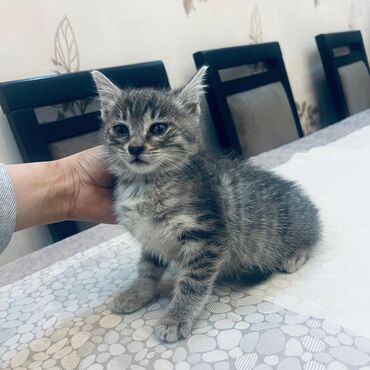 Pişiklər: Tabbi, Erkək, Yaxşı əllərə