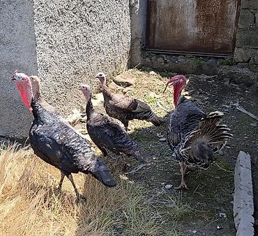 jersey cinsi: 2 ədəd erkək,3 ədəd dişi hazırda yumurta qoyurlar 10,15 günə kürt — 4