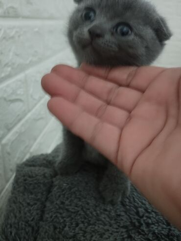 pişik cütleşdirmek: Шотландская, Самка