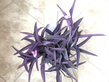 Otaq bitkiləri: Комнатные растения Крестовник — крупные и мини-растения Каменный — 19