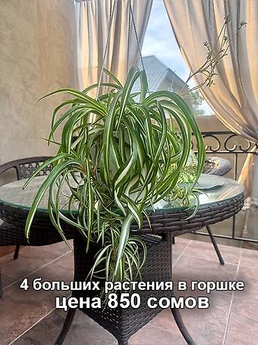 хлорофитумы: Хлорофитум «Бонни» и Драцена Лемон Лайм Хлорофитум «Бонни» - красивое — 4