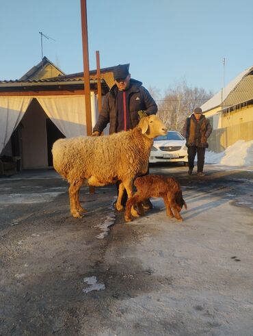 Бараны, овцы: Продаю | Овца (самка) | Арашан | Для разведения | Ягнившаяся