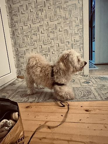 İtlər: Erkek, Ünvandan götürmə — 8