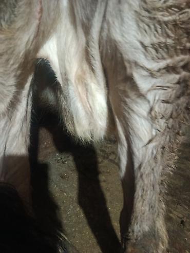 Коровы, быки: Продаю | Корова (самка) | Для молока | Племенные — 3