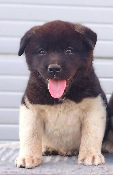 Psi: Američka Akita štenci Odgajivacnica TOP WINNER PUPPY sa ponosom — 2