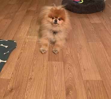 Oprema za kućne ljubimce: "Fito pansion – Briga o vašem psu dok ste Vi odsutni Pansion za pse — 5