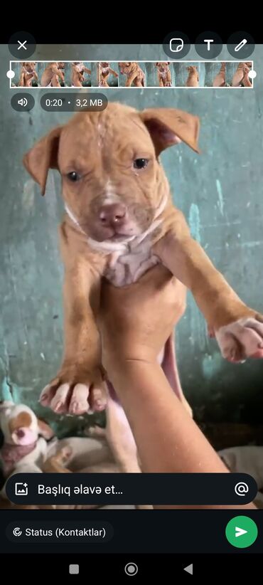 Gəmiricilər: Pitbul, 2 ay, Erkek, Peyvəndli, Ünvandan götürmə