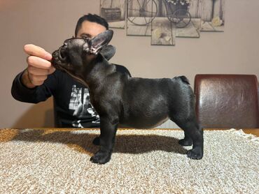 Psi: Odgajivačnica francuskih buldoga “THE BEST EDITION” predstavlja na lalafo.rs — 8 Psi: Odgajivačnica francuskih buldoga “THE BEST EDITION” predstavlja — 8