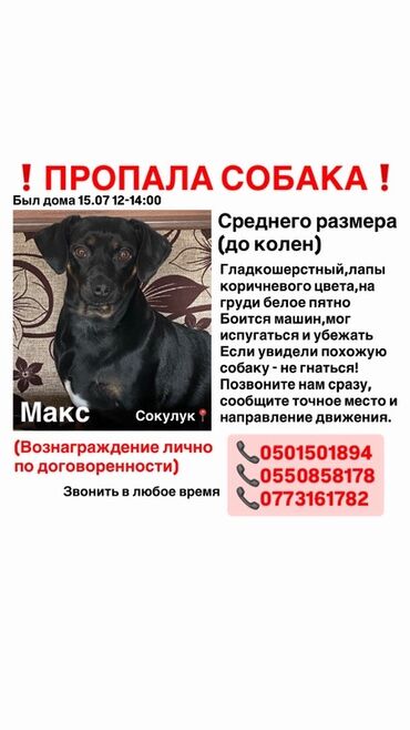трусы на мальчиков: Той-терьер, 5 жаш, Эркек