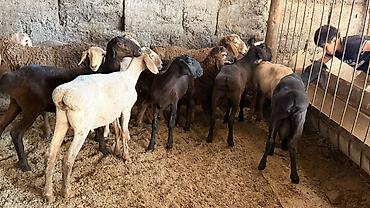 кошки белые: Продаю | Овца (самка) | Для разведения | Ярка — 4