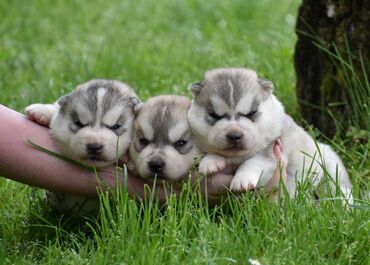 sibirski haski: Sibirski Haski muški i ženski štenci. Srebrno beli. NEMAJU PLAVE