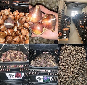 Организация мероприятий: Организация мероприятий | Букеты, флористика — 18