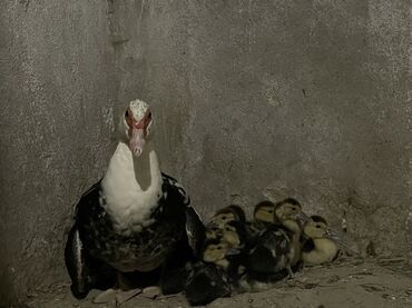 Ördəklər: Dişi, | Lal ördək, Ətlik, Ünvandan götürmə