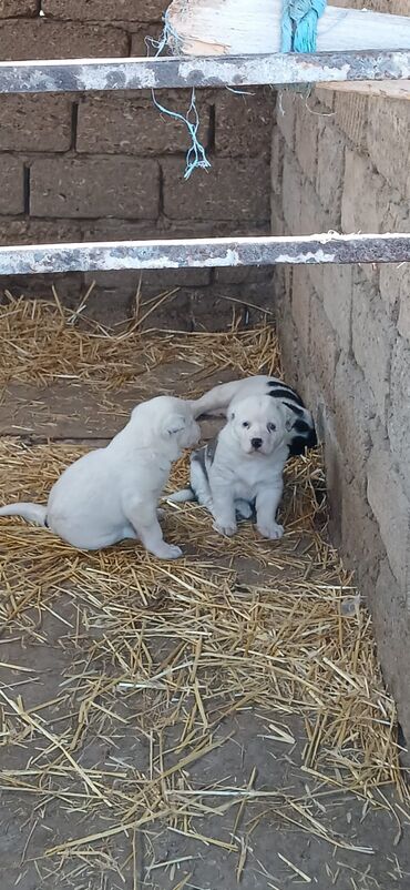 İtlər: Alabay, 1 ay, Erkek, Peyvəndli, Ödənişli çatdırılma — 5