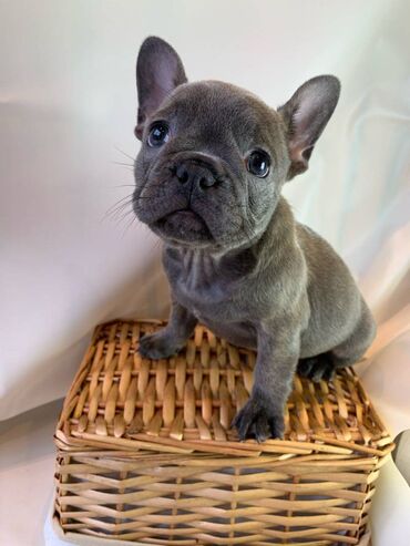 Adorable French Bulldog Puppies for free adoption Well Trained