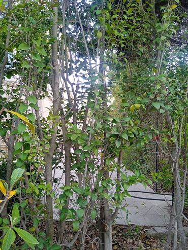 Ağaclar: Yaşıllaşdırma üçün uyğun olan müxtəlif növ ağaclar və bitkilər