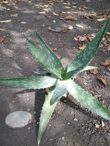 рукав для полива: Алоэ вера (Aloe vera) – взрослые розетки с детками - Сорт/вид: Aloe