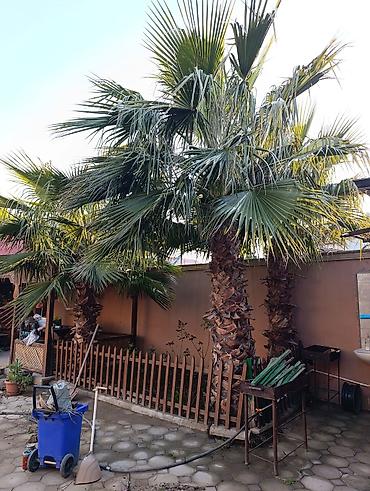 xurma agaci: Salam 1 ədədi 1000 azn 3 denedir oz heyetimde 3000 azn zabratda — 1