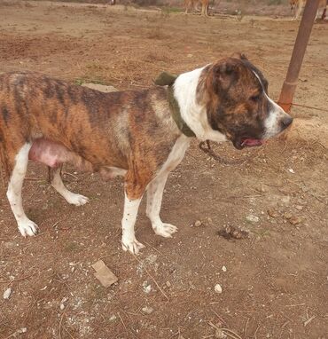 объявление продам собаку: Dişi