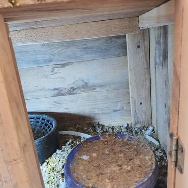 Yuvalar: Salam Aleykum Quşxana satılır istəyən olsa əlaqə saxlasın .hündürlük — 8