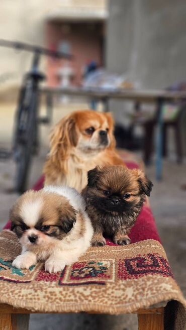 İtlər: Pekines, 2 ay, Erkek — 10