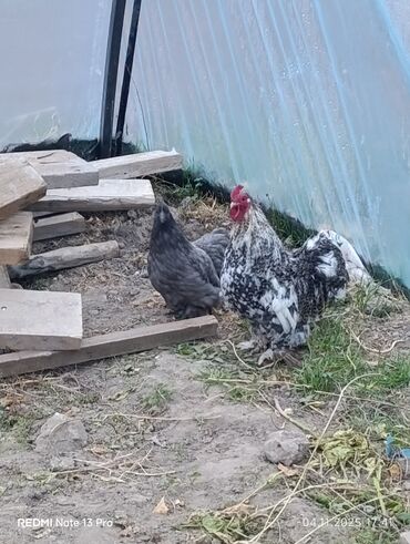 срочно продаю в связи с переездом: Карликовые конкихон 1пара