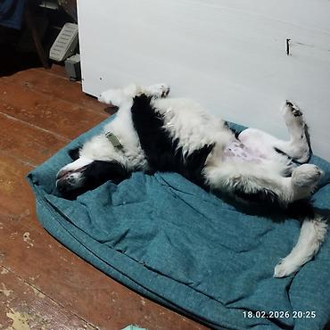 Отдам даром собаку: Собака даром: 5 месяцев, Самец, С прививкой — 7