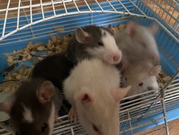 декоративные крысы: Отдам всех крыс 6 крыс