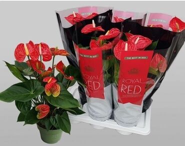 Колье: Məhsul: Royal Red anthurium (saksı bitkisi) Təsvir: - Parlaq qırmızı