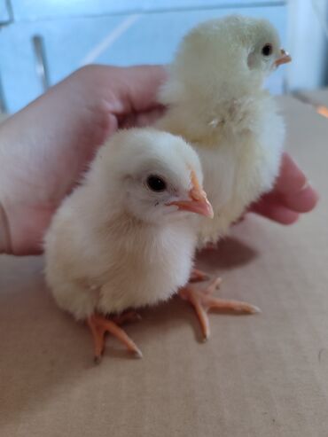 цыплята 1 месяц: Продаю | Цыплята | Несушки