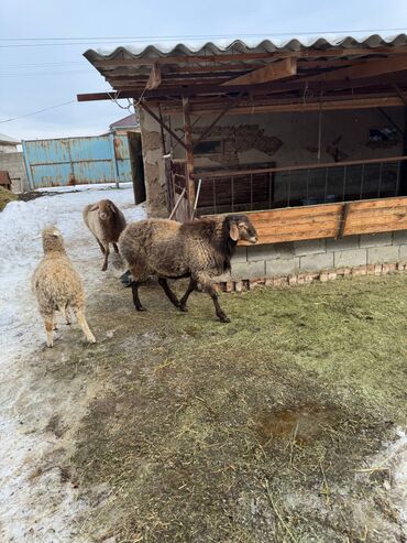 Бараны, овцы: Продаю | Баран (самец) | На забой — 8