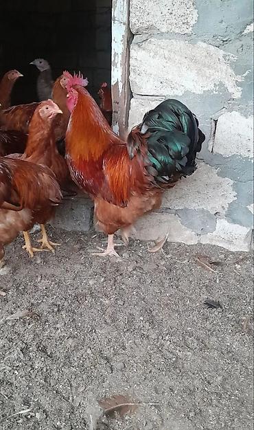 sultan xoruz: İri cins xoruz hamşira sortudu - Rəng: tünd qırmızı-qonur bədən — 2