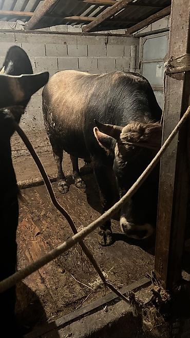 Коровы, быки: Продаю | Бык (самец) — 9