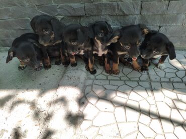ищу собаку: Miniature Pinscher, 2 айлык, Эркек
