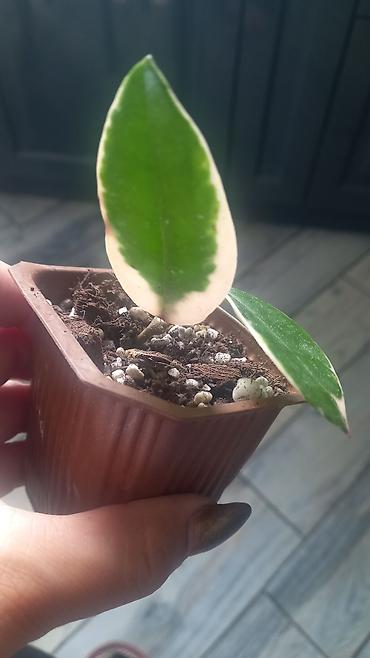 uzun: Məhsul: Hoya Krimson Queen ‘Tricolor’ (variegatlı hoya) – şirəli — 4