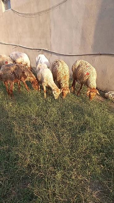 qoyunlar ana bala: Salam tam saglam 12dene bogaz qoyun — 5
