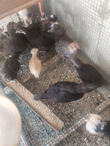 toyuq satilir: Toyuq, Australorp, Damazlıq, Ünvandan götürmə — 4