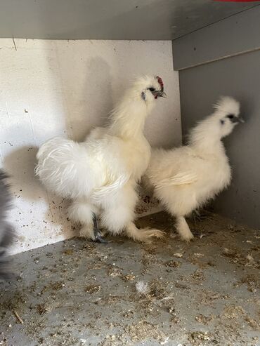 cins inəklər: Toyuq, Damazlıq, Ünvandan götürmə