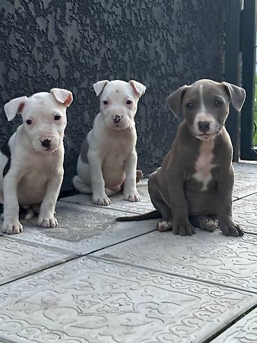 Продажа собак: Питбуль, 1 месяц, Самец — 3