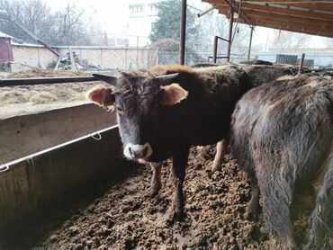 Коровы, быки: Продаю | Бык (самец) | На откорм — 1