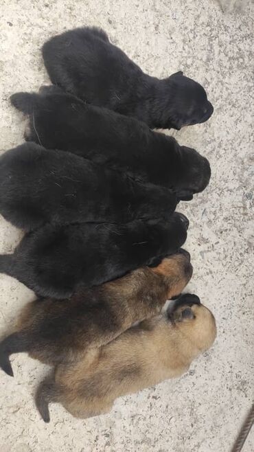 щенки маламута: Собака даром: 1 месяц, Самец