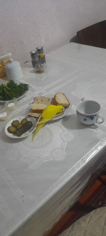 Digər quşlar: 1 aylıg qırmızı göz ələ öyrəşmiş quşdu
sumqayit — 5